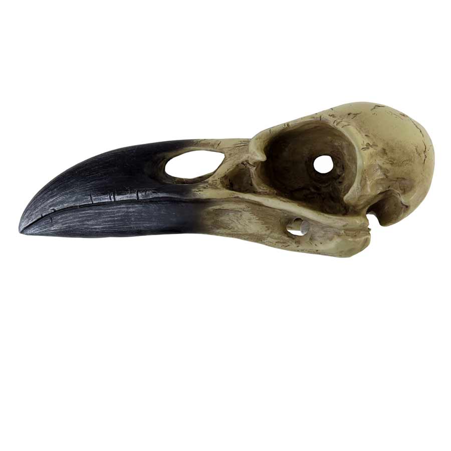 Alchemy Gothic Corvus Alchemia Raven Skull 6.5" Long V16