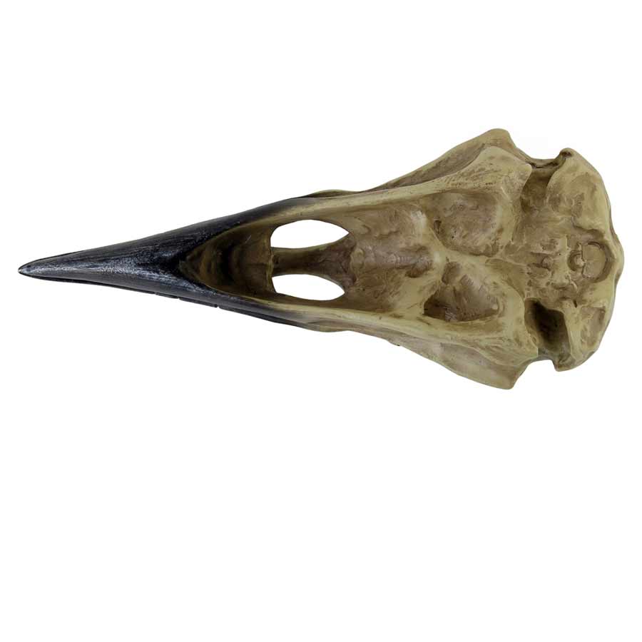 Alchemy Gothic Corvus Alchemia Raven Skull 6.5" Long V16